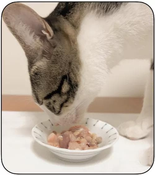 猫生熟食不能同时喂食?(上)-干粮使消化变慢?