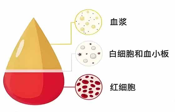 献血后，我们的身体要多久才能恢复到献血前的水平呢？