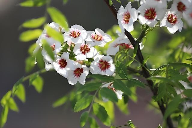 文冠花一年开几次花？花期一般持续多久？文冠花要怎么养？