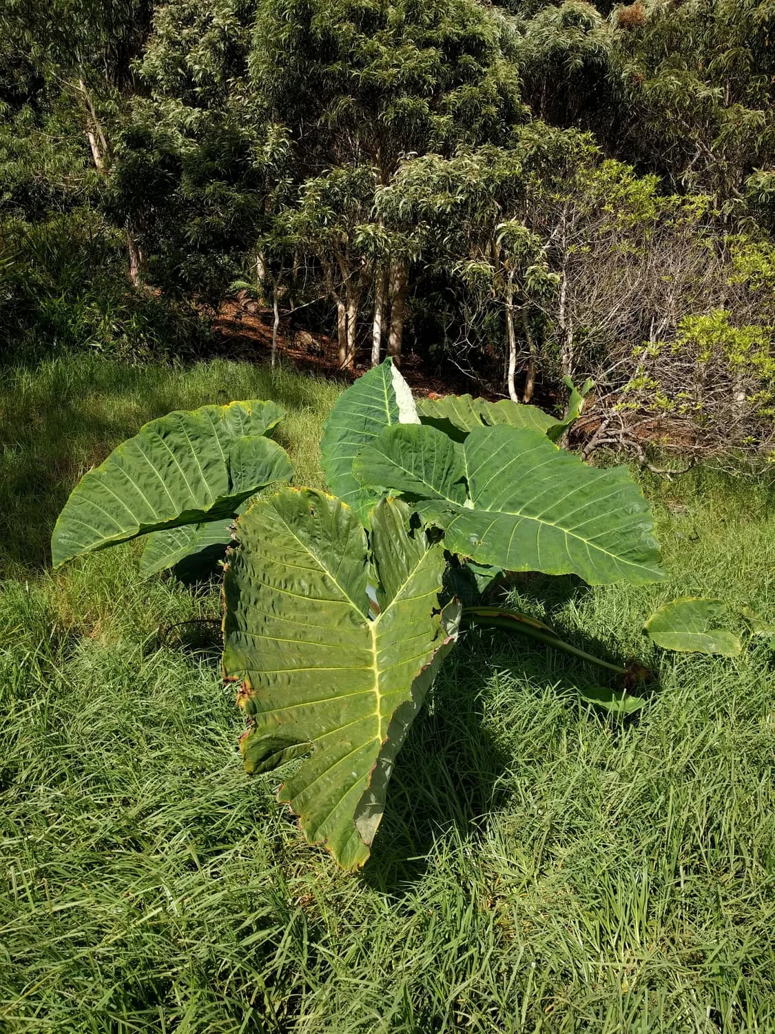 广西槟榔芋：芋中之王的营养与美味