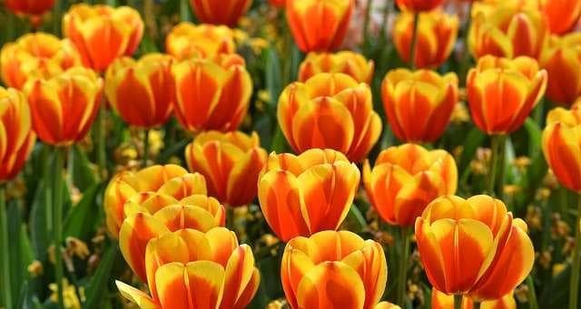 郁金香花期全程解析：从萌发到凋谢的14个关键阶段