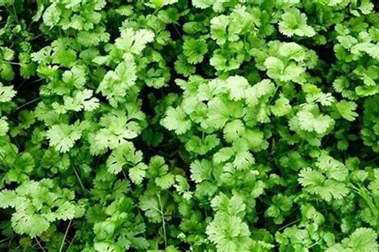 生菜种植完全指南：从种子处理到成熟收获