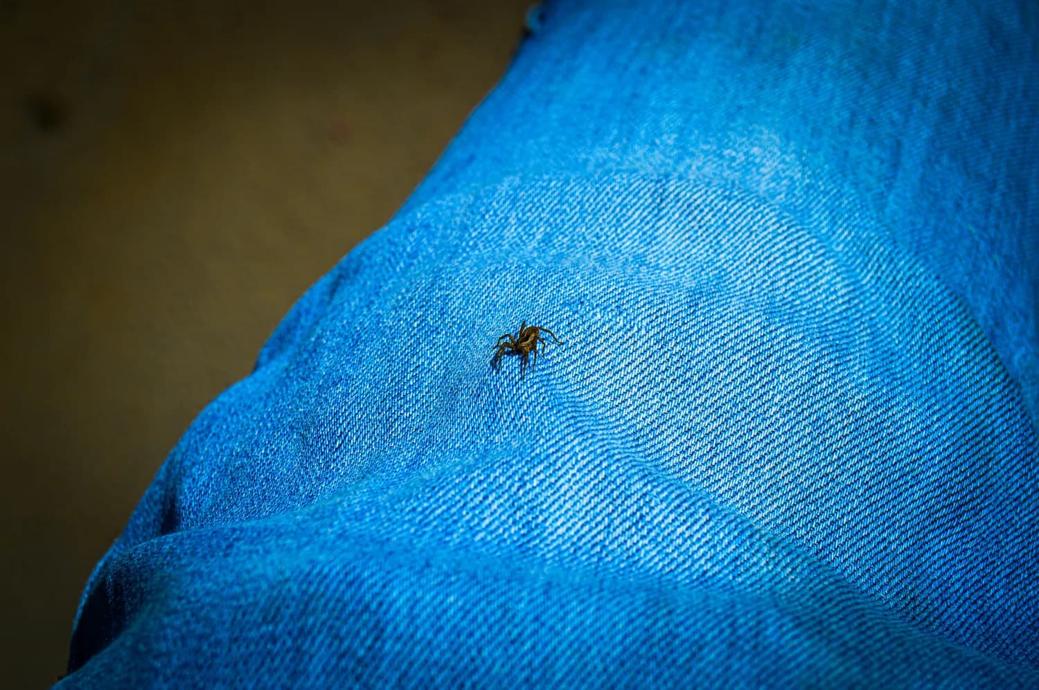 支付宝Bug遇上春晚营销：一场意外的“营销盛宴”