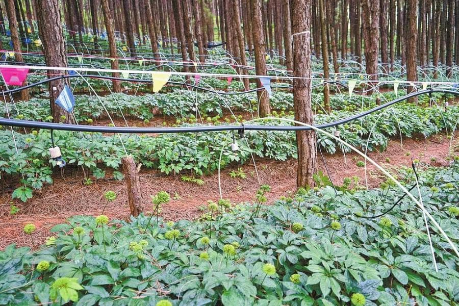 云南文山：三七产业向“新”而行