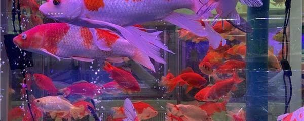 家里鱼缸养几条鱼最好锦鲤吃（家里鱼缸养几条锦鲤有什么区别？）