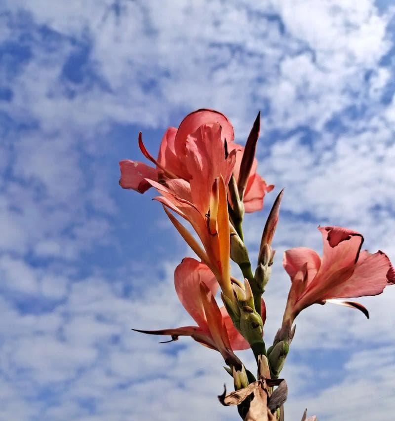 美人蕉花语有哪些？美人蕉在不同场合中象征着什么？