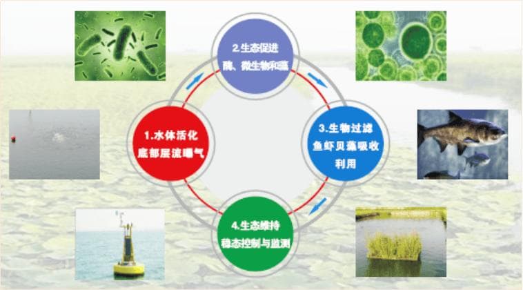养殖水体原位修复与生态维持技术，提升水体生物活性，促进污染物质吸收转化