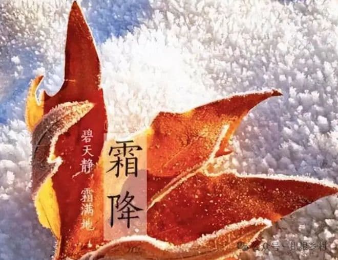 今日霜降，为何说“最怕霜降是晴天”？今冬冷到哭？霜降农谚有说法