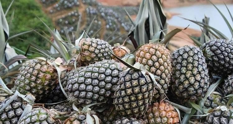 凤梨种植技术与管理法（丰收不易，技术重要——深入探讨凤梨种植关键）