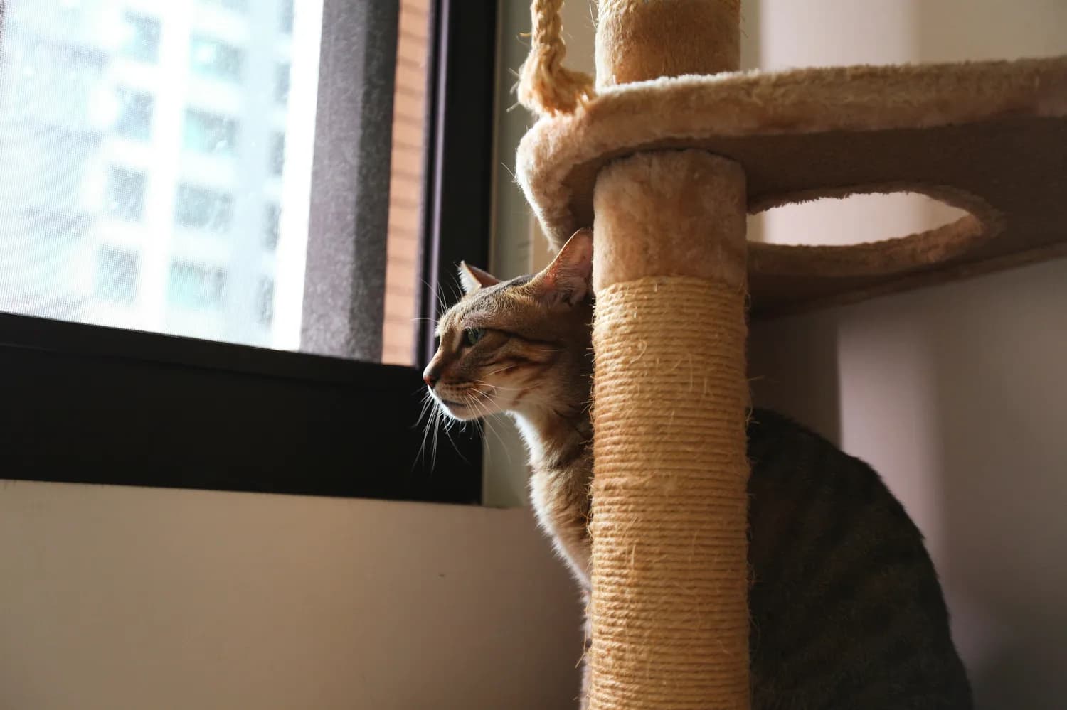 麻绳DIY：打造高颜值家居