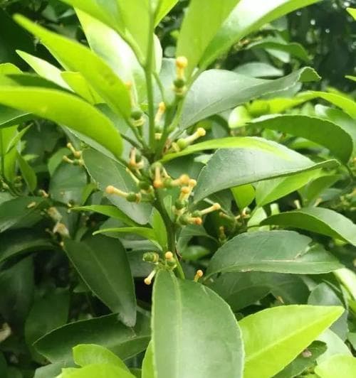 柑橘生长条件与特性（探究柑橘树的生长环境和特点）