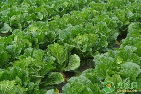北方白菜为什么那么便宜？