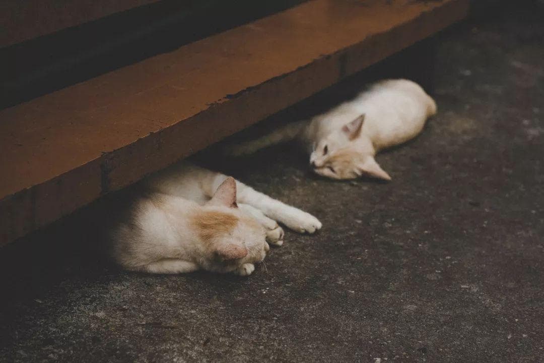 两只猫多久能和谐相处（如何帮助家里的两只猫和平共处）
