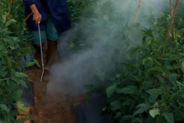 番茄叶霉病的防治方法、危害症状及发病特点