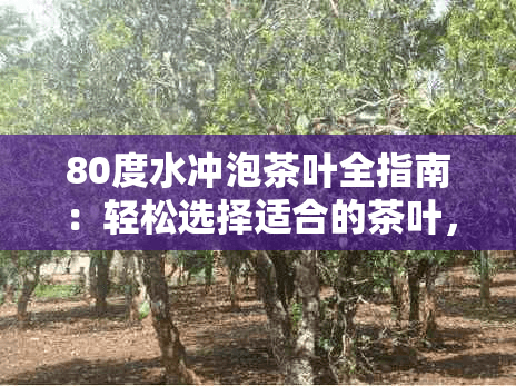 80度水冲泡茶叶全指南：轻松选择适合的茶叶，享受完美泡茶体验