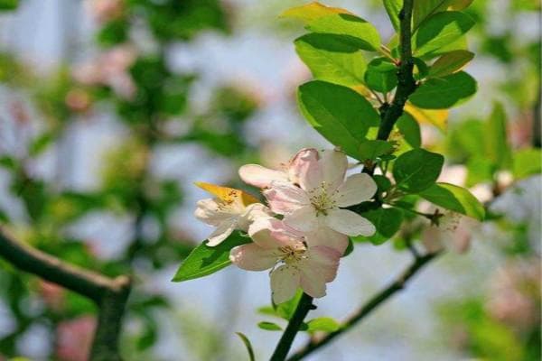 海棠花的花期是几月份？生长习性是什么？