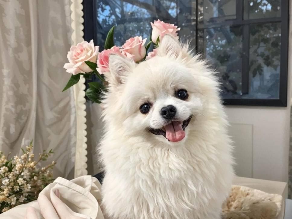 狗妈妈也要“坐月子”，分娩完毕的母犬需要注意哪些问题呢？