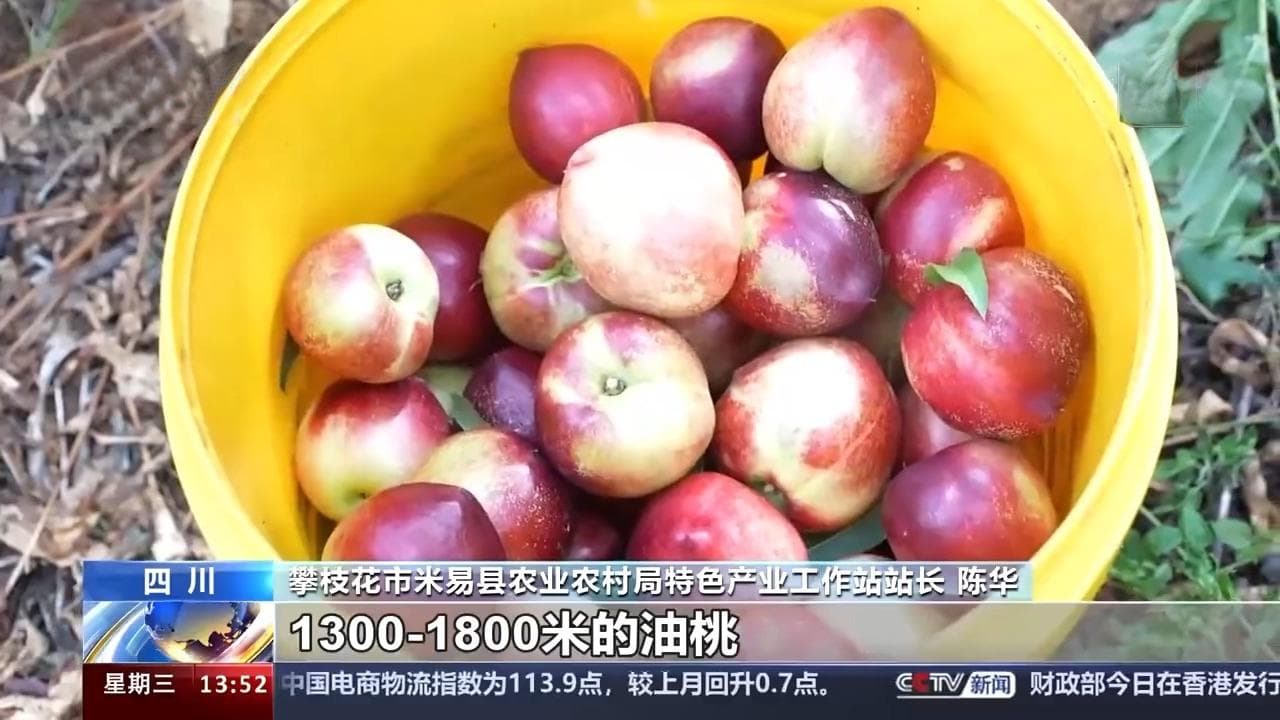 一年四季都有鲜桃吃 攀枝花农民跟着海拔种桃子