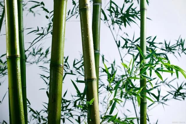 竹子：自然界的绿色瑰宝与多功能禾木科植物
