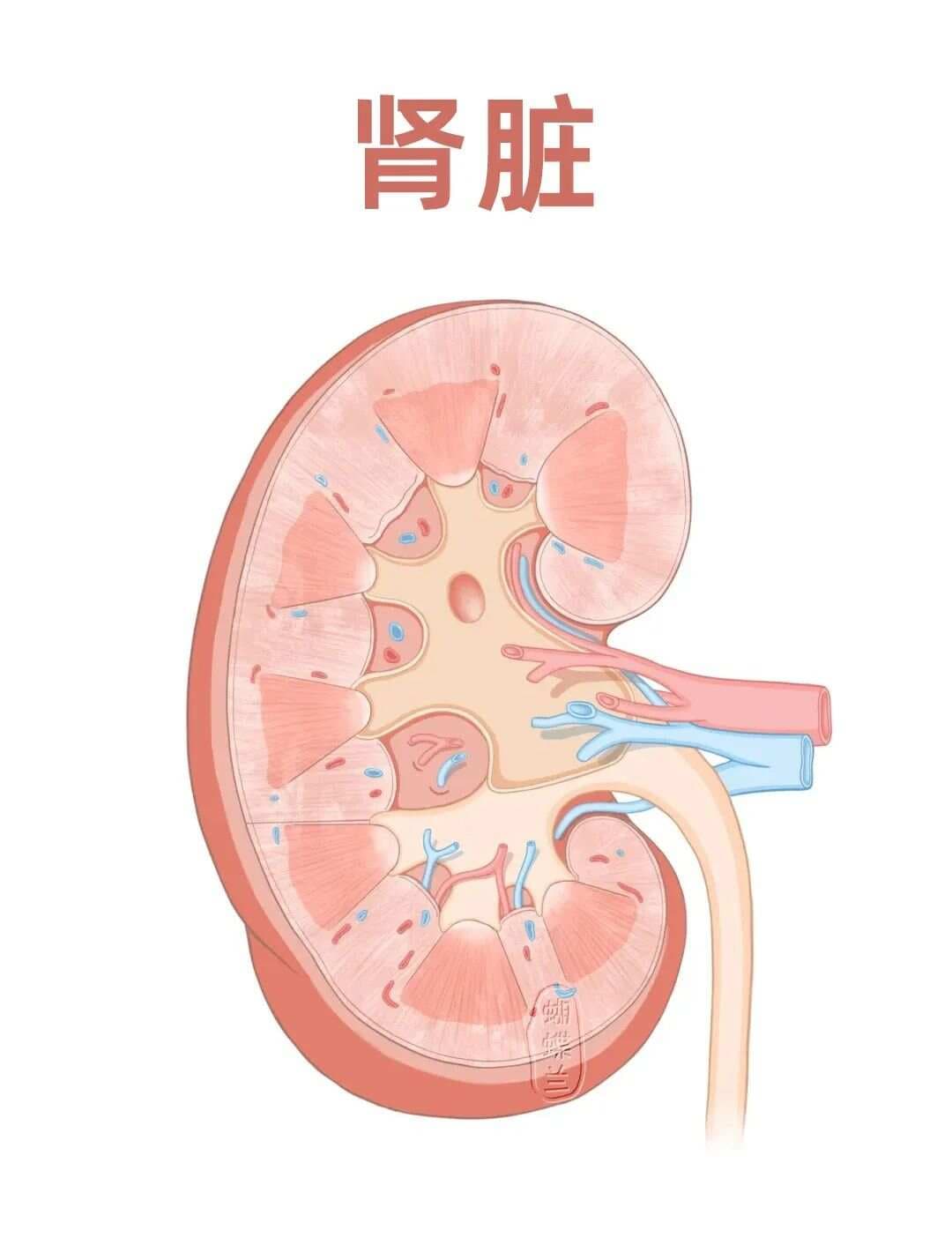 中医讲肝肾同源，肝与肾的关系竟然是这样...