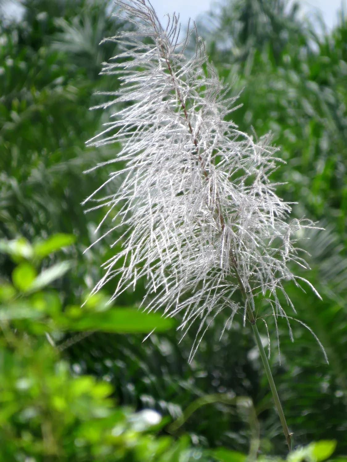 猫须草的神奇功效，你知道多少？