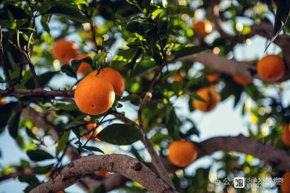 《橘子不是唯一的水果》：人生不设限的隐喻