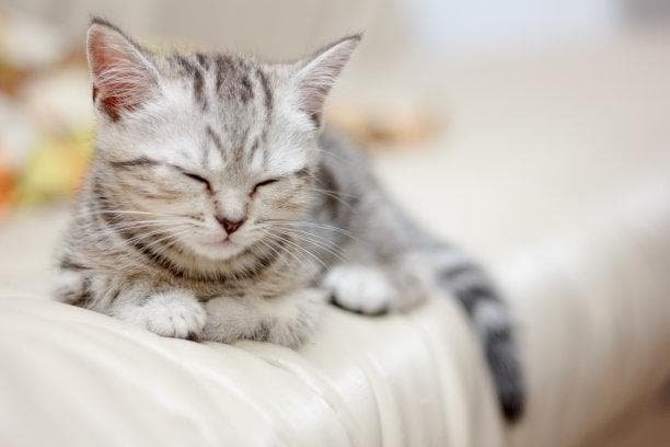 猫的营养需求全解析：科学喂养，打造健康喵生