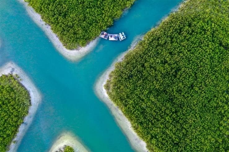 陵水红树林湿地修复见成效：面积扩大20倍，物种增至27种
