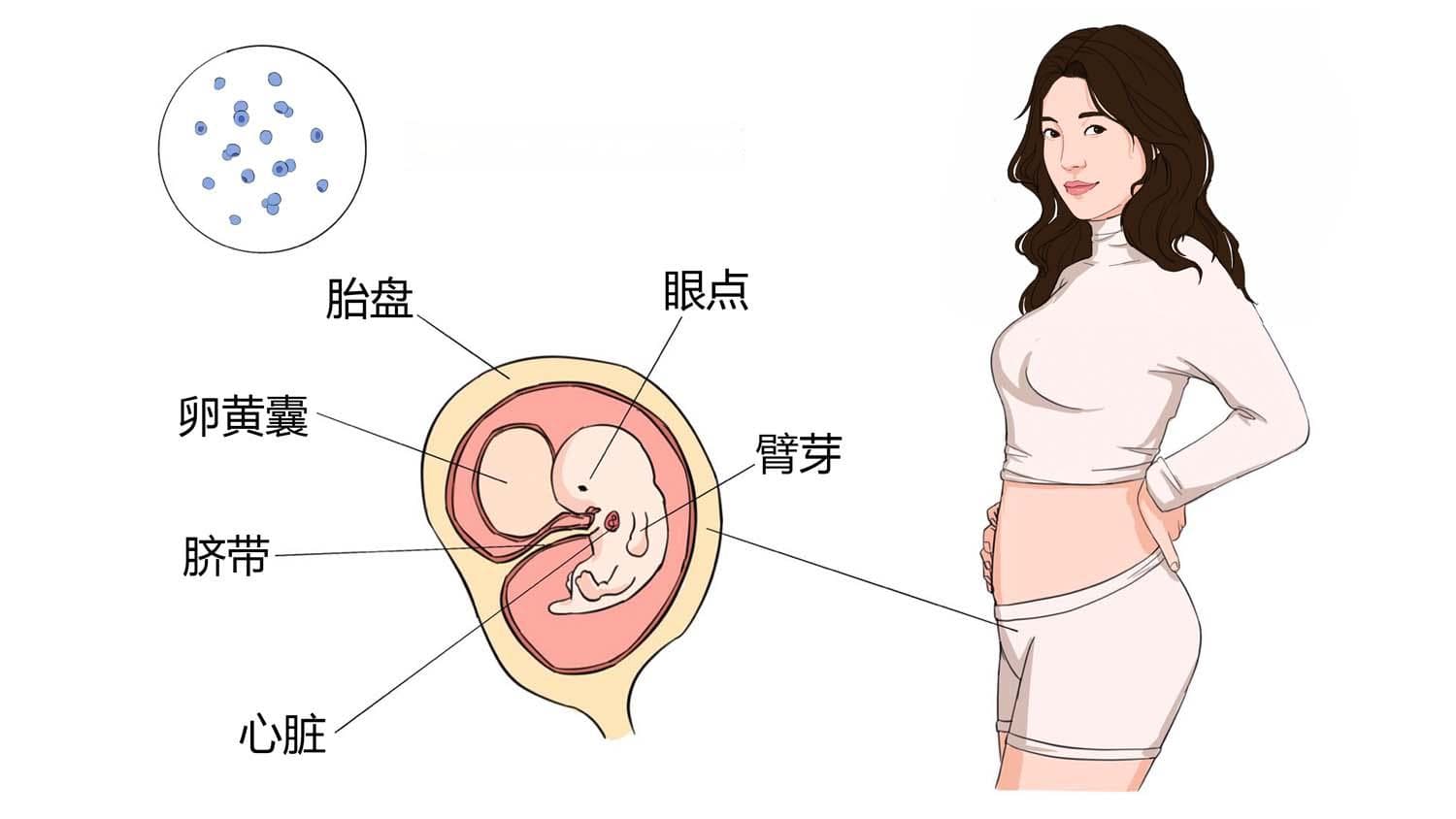 孕妇能喝红牛吗？从成分到风险的全面解析