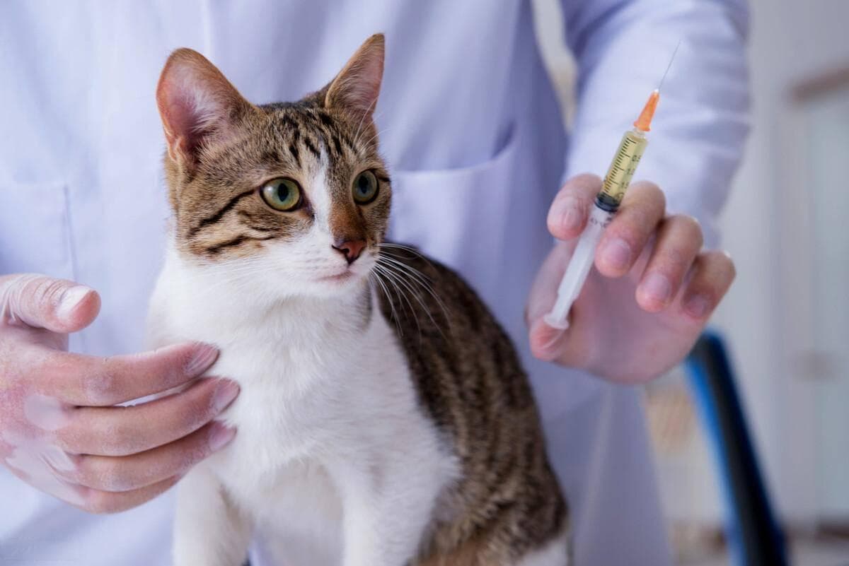 猫的生存绝技：翻正反射让它们从高处坠落不易死
