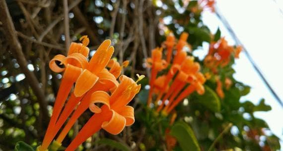 炮仗花花语：传递吉祥之意