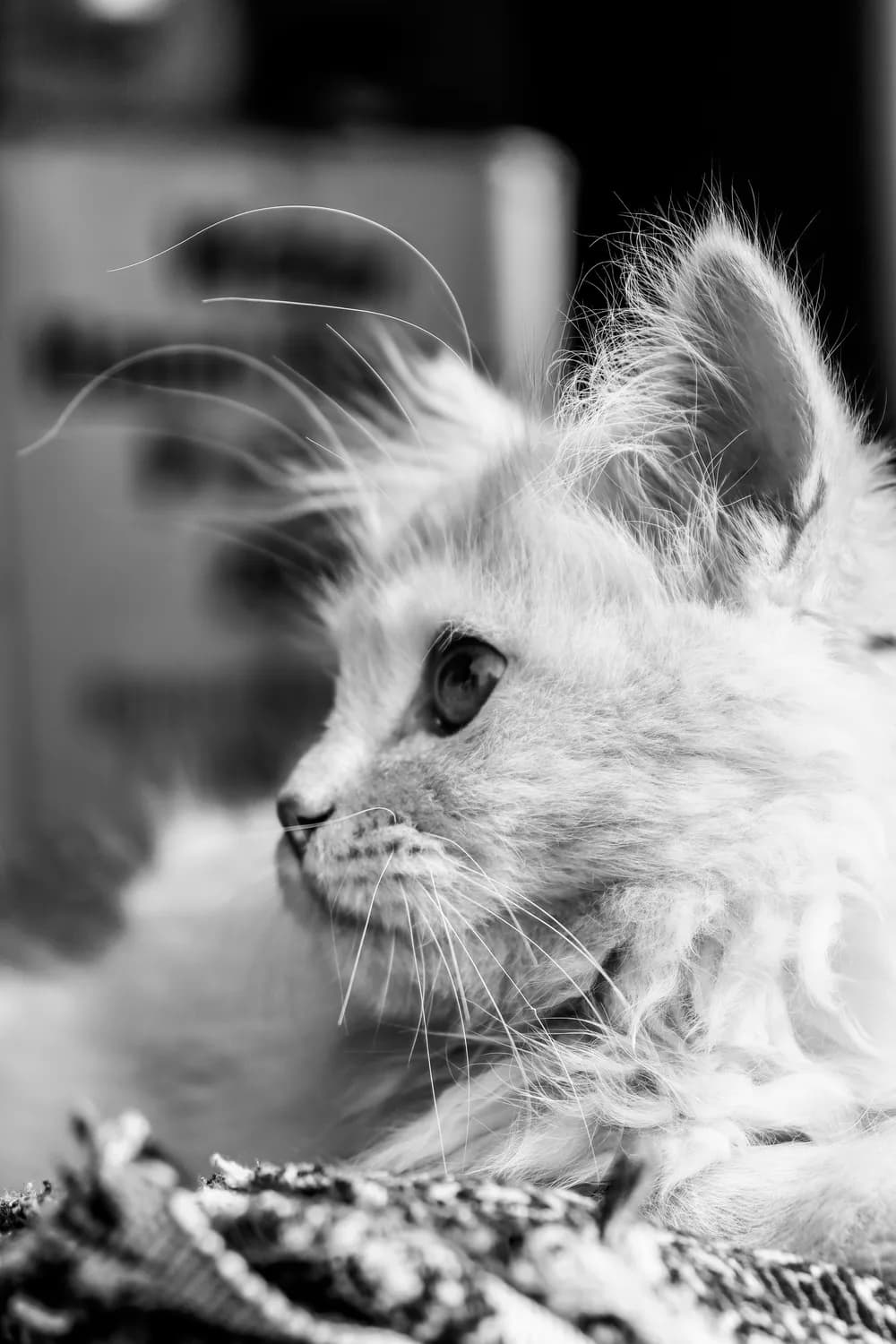 养猫家庭如何科学提高卫生水平？