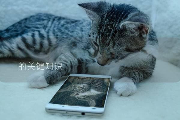 猫咪怀孕多久会生？了解猫咪妊娠期的关键知识