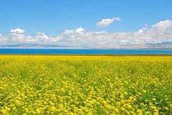 青海湖畔百万亩油菜花海：高原上的金色盛宴