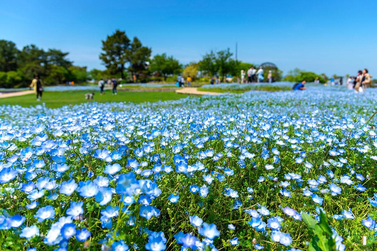福冈海中道海滨公园：交通便利的都市绿洲，四季花田与家庭游乐天堂