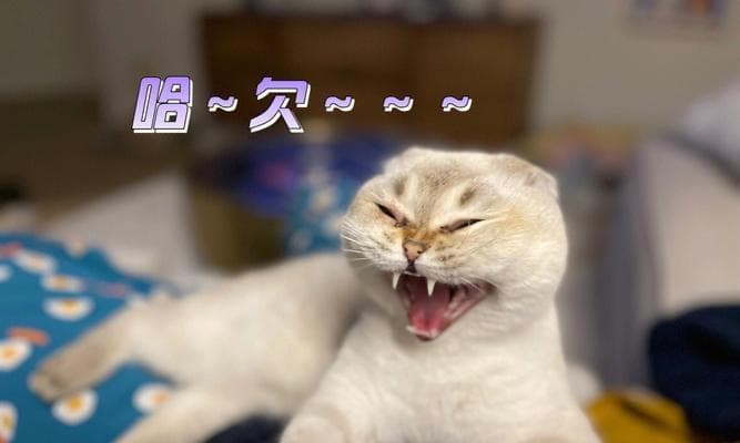 猫咪打哈欠的意义：不只是因为困倦