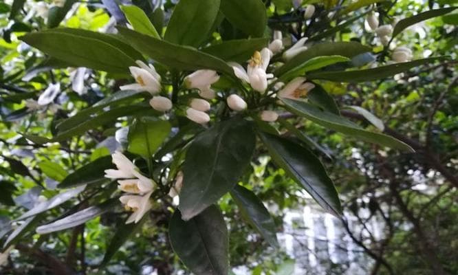桔子树开花时间及结果的形成（探究桔子树开花的条件及影响因素）