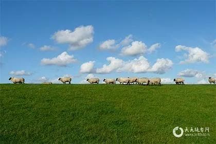 紫微斗数命宫擎羊：羊陀夹命格与羊陀夹忌格解析