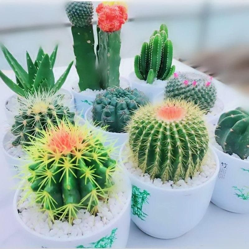 4种浇水就能养活的绿植，特别适合懒人！