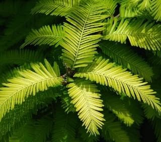 水杉是什么植物？水杉的特征、价格及养殖方法详解