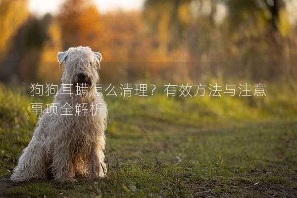 狗狗耳螨怎么清理？有效方法与注意事项全解析