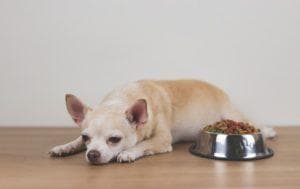 狗狗腎臟病症狀有哪些？導致原因、症狀表現與飲食指南一次看
