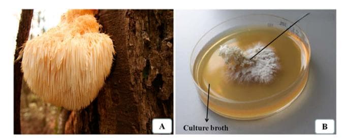 猴头菇多糖的提取、纯化、结构特性及生物活性研究进展