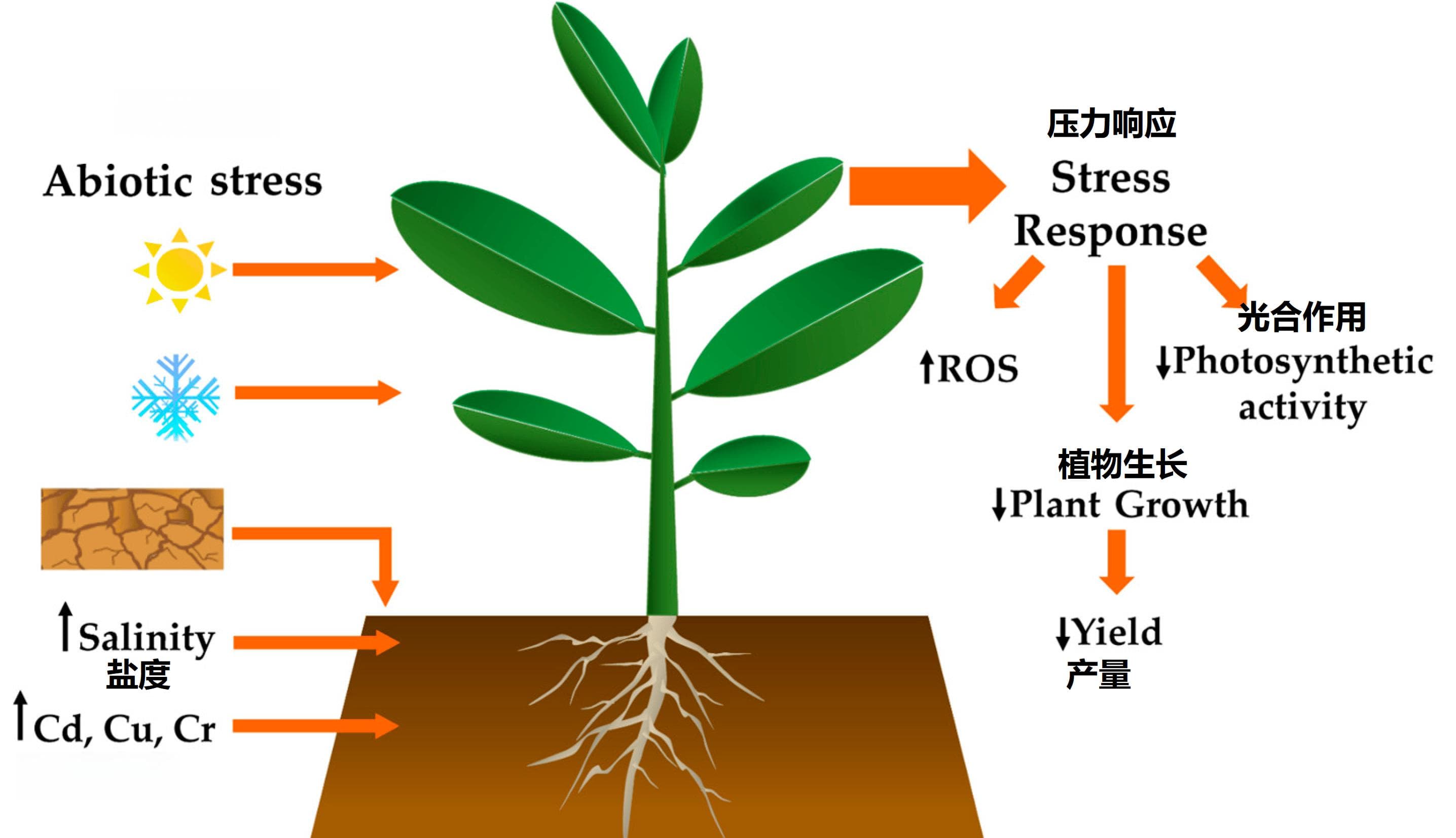 我们不知道答案的125个科学问题(106)植物的抗逆性