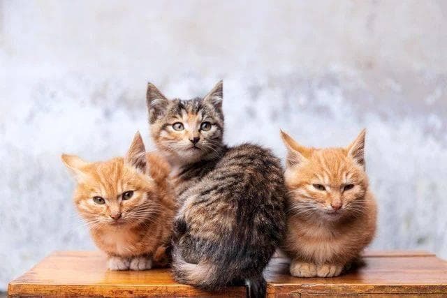 你以为的土猫，其实是个“宝藏”，比你想象的更传奇！