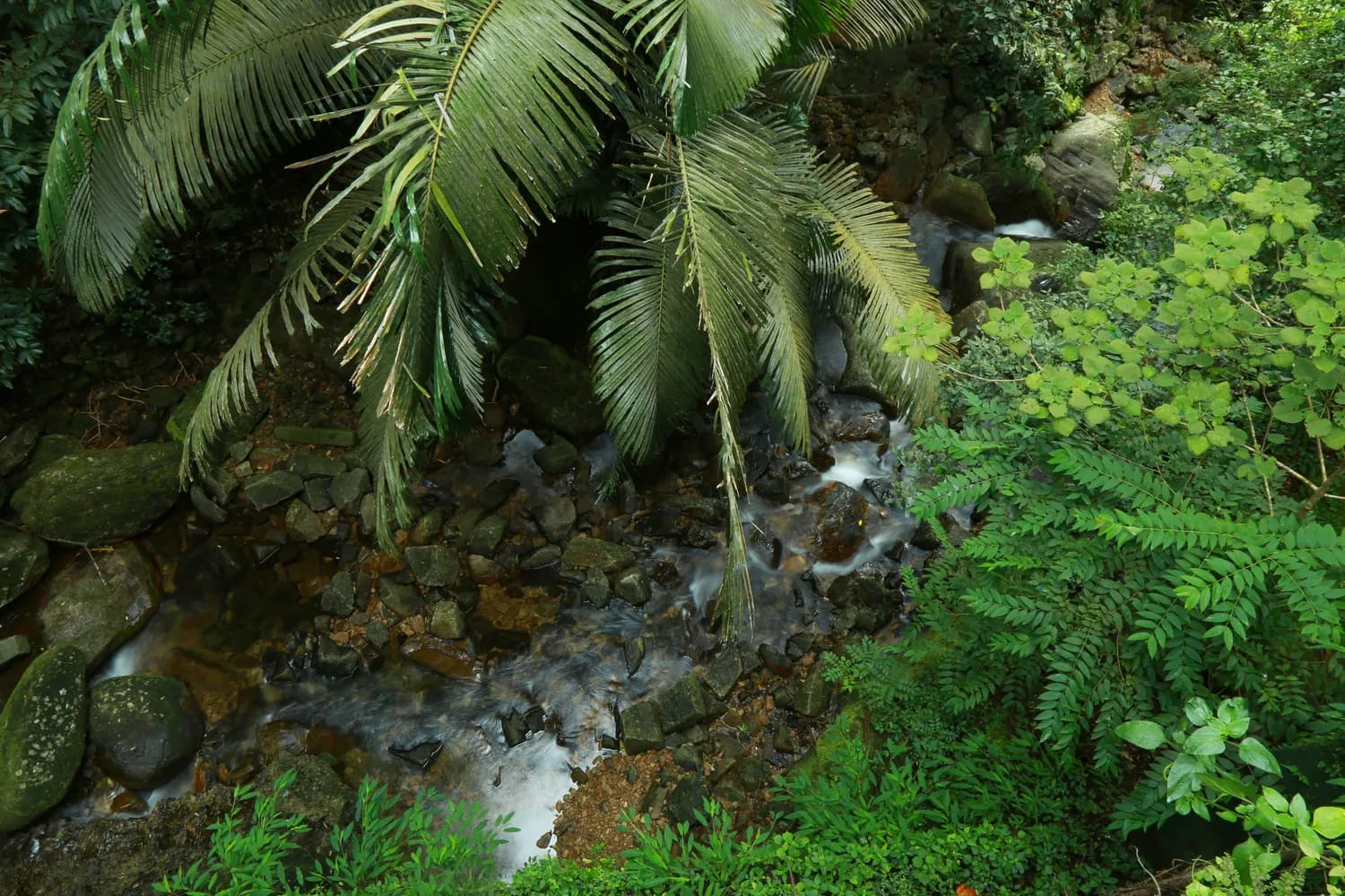 热带雨林求生指南：如何找到安全水源？