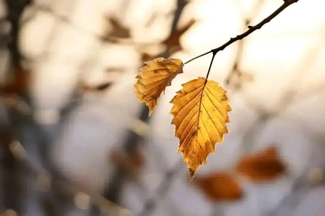 小儿退烧药——布洛芬混悬液的小知识