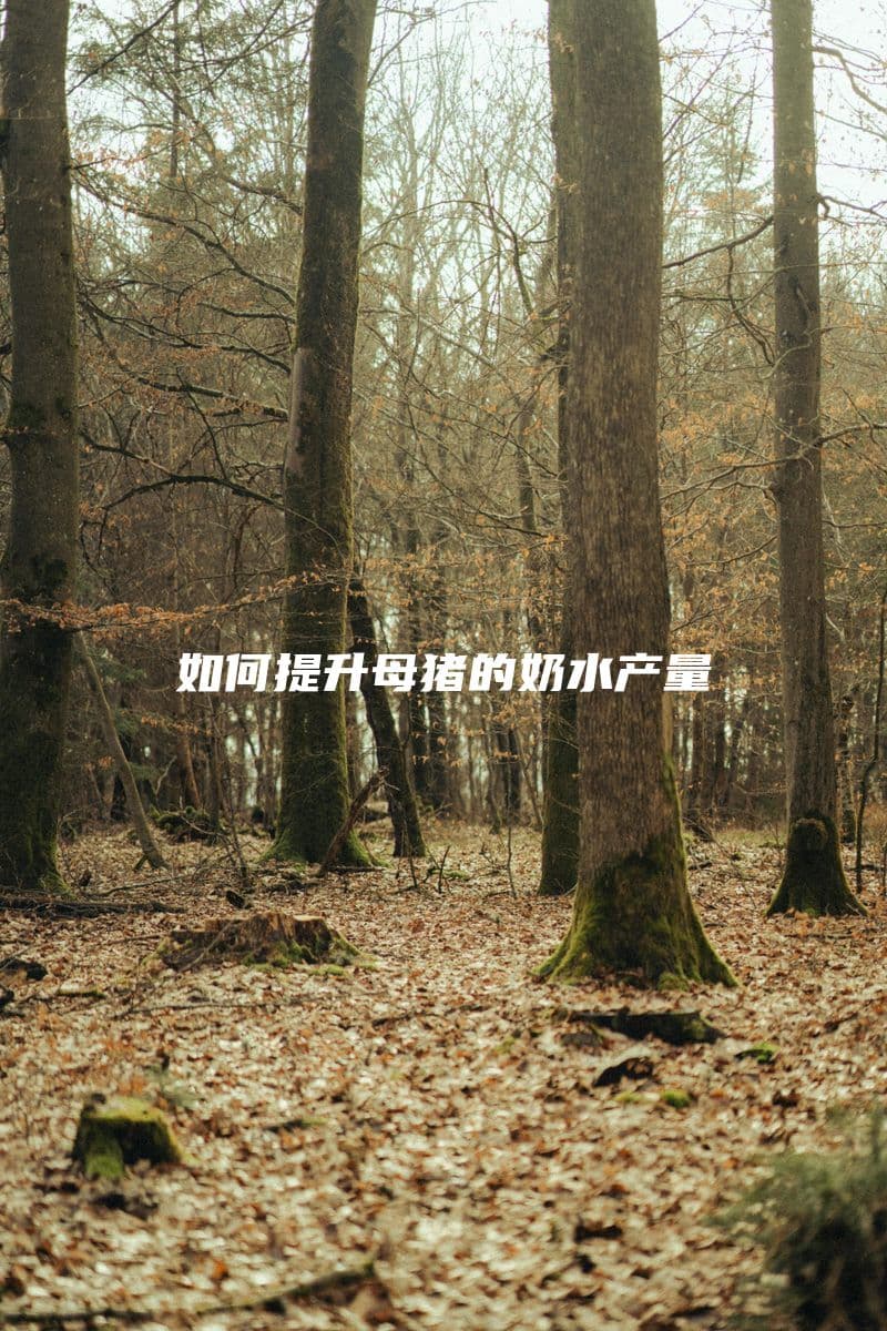 提高母猪产奶量的有效方法