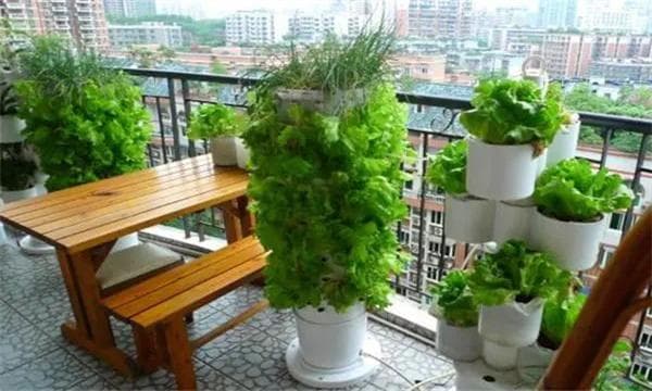 阳台种菜完全指南：从环境选择到技术关键