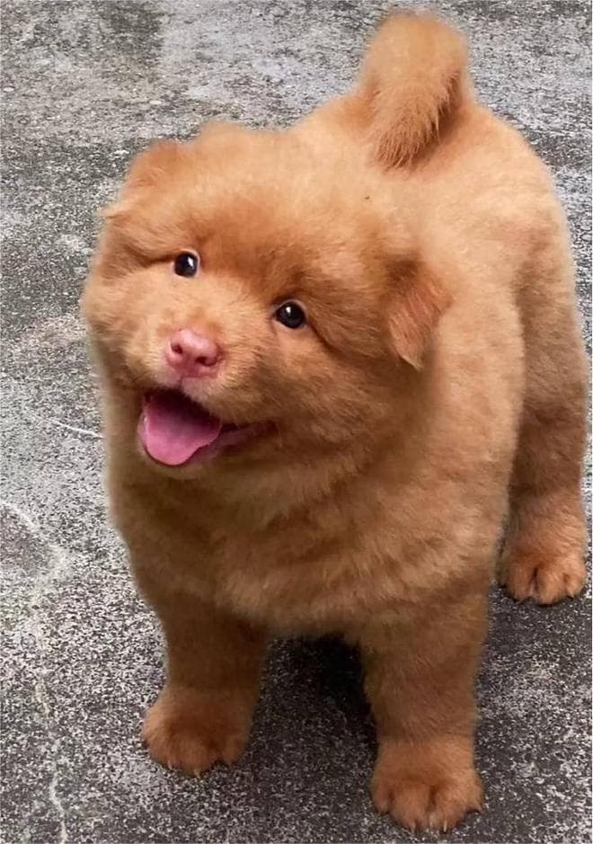 岭南“五红犬”：从濒临灭绝到身价不菲的中华田园犬